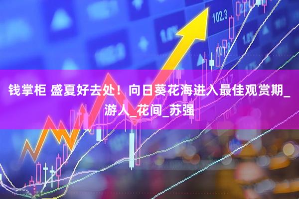 钱掌柜 盛夏好去处！向日葵花海进入最佳观赏期_游人_花间_苏强